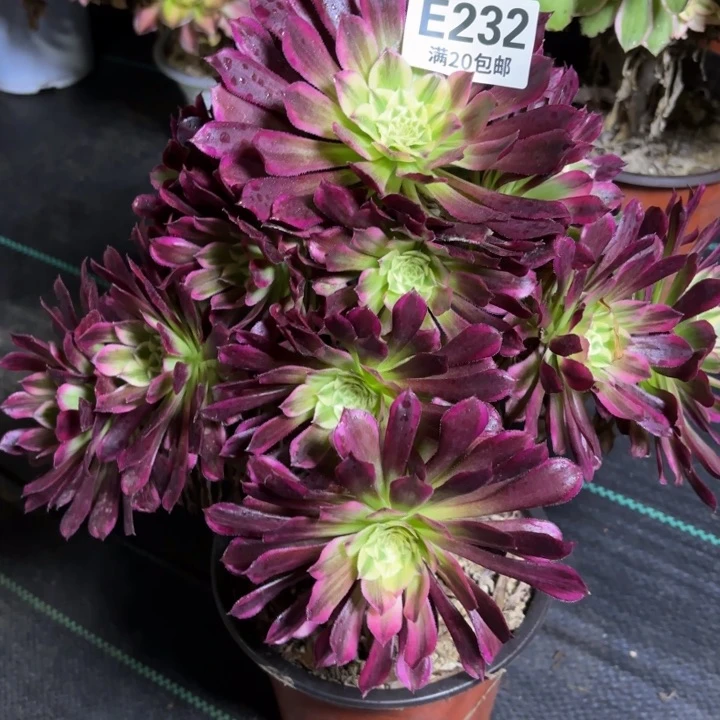 瑞妈一物一拍232