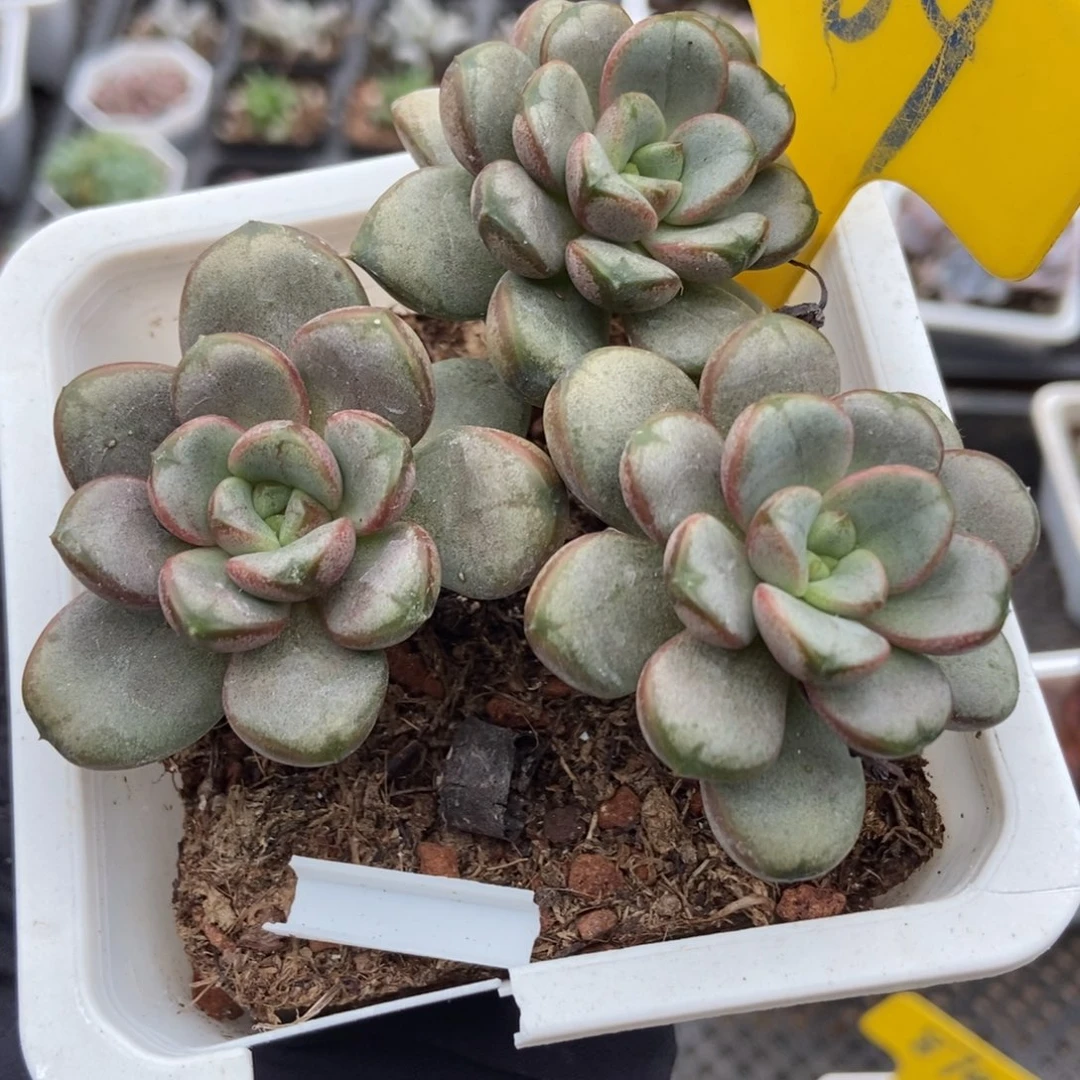 709葡萄多肉植物多肉