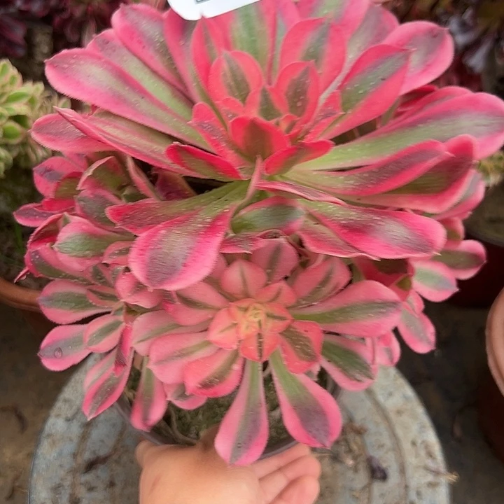 325号粉女巫法师多肉