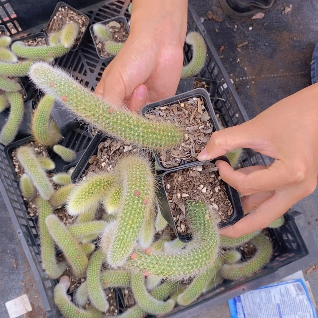 精品九尾狐带花苞三盆