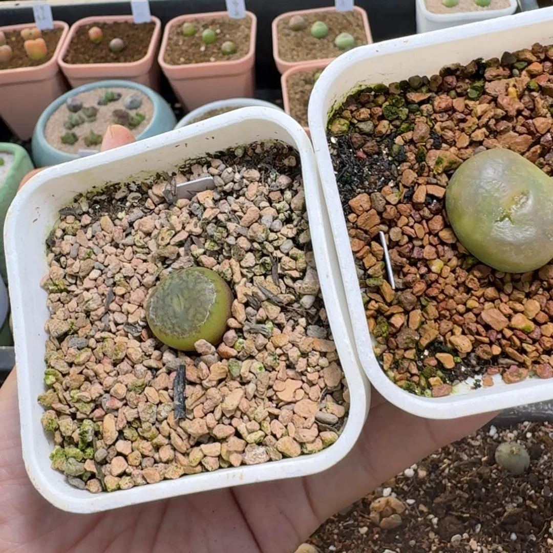 l****蔡4-346p p p pp p p多肉