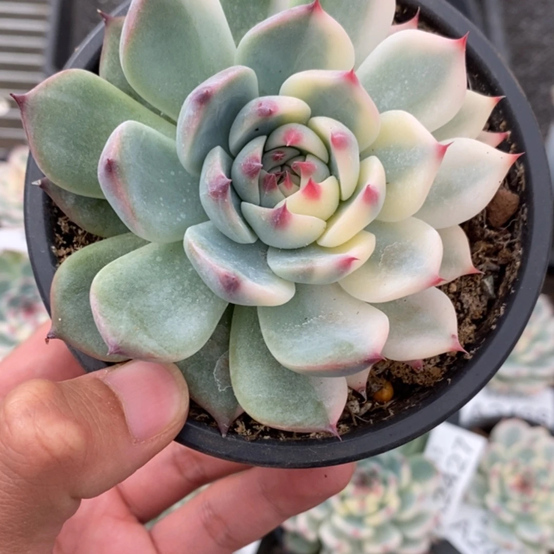吉娃娃锦多肉植物A2448