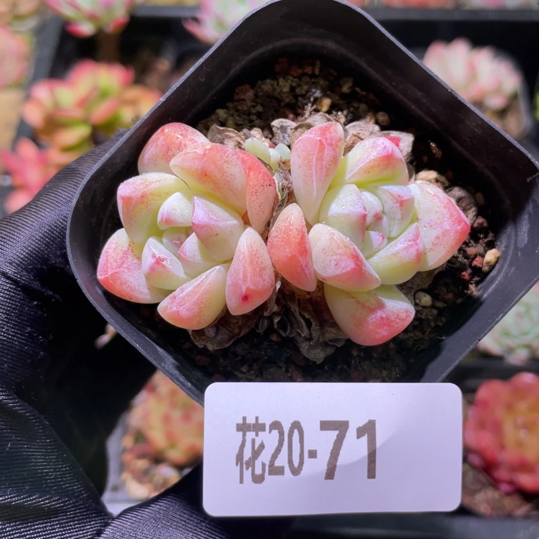 花利美20-71冰玉双头