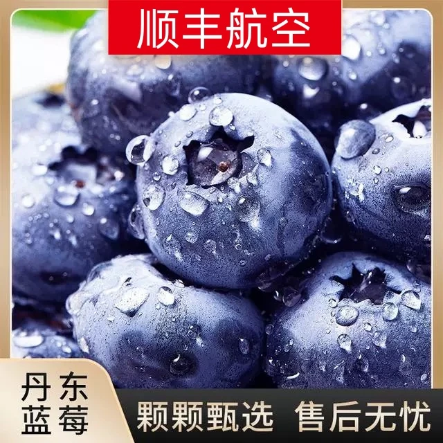 当季现摘现发丹东蓝莓花香新鲜孕妇水果大果特大蓝梅【顺丰包邮】