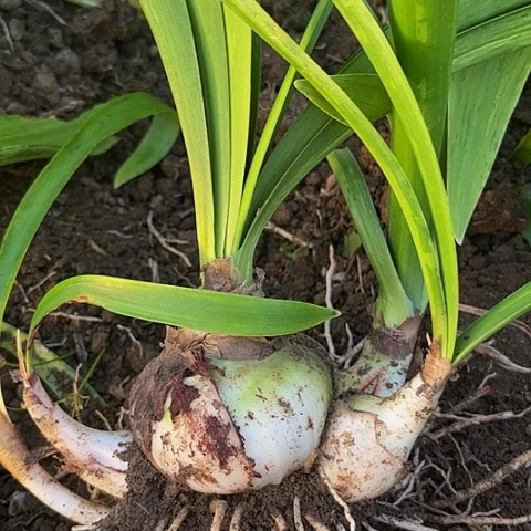 花**圆甜蜜有标带土发货