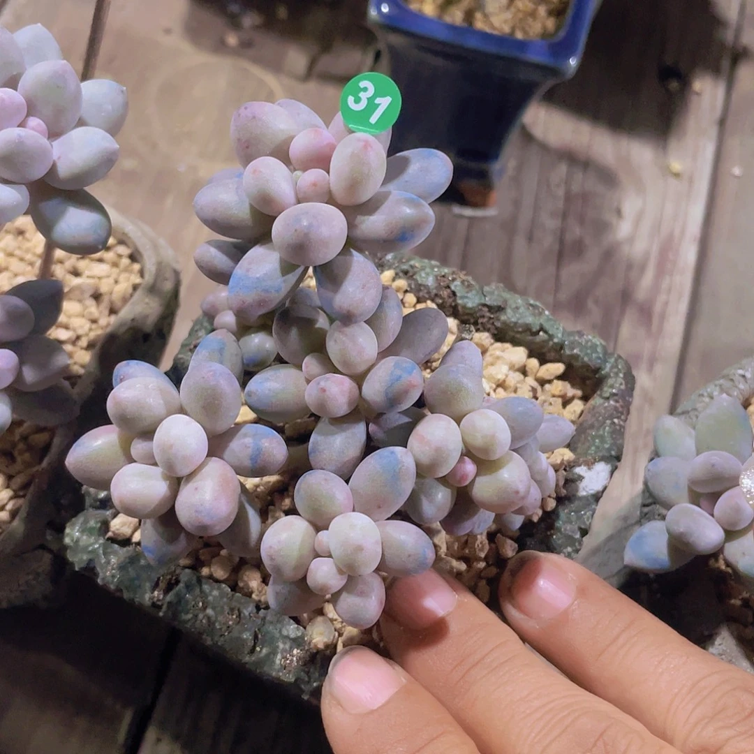 奶尖 7头 多肉植物