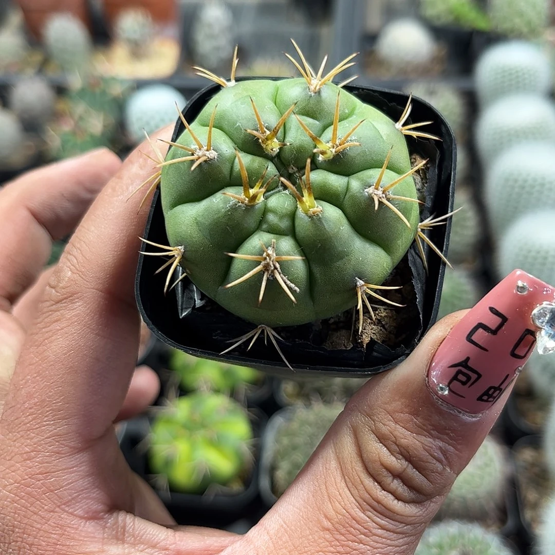 勇将单头发货单头发