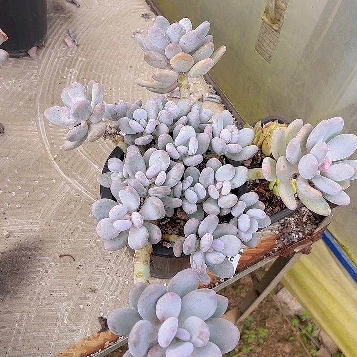 蛋黄奶3197多肉植物