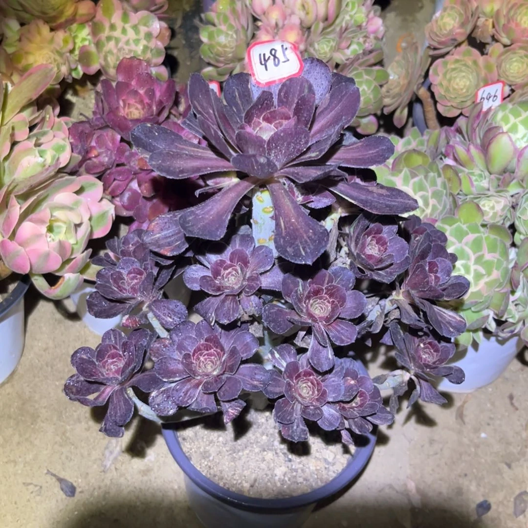 485多肉植物花无缺