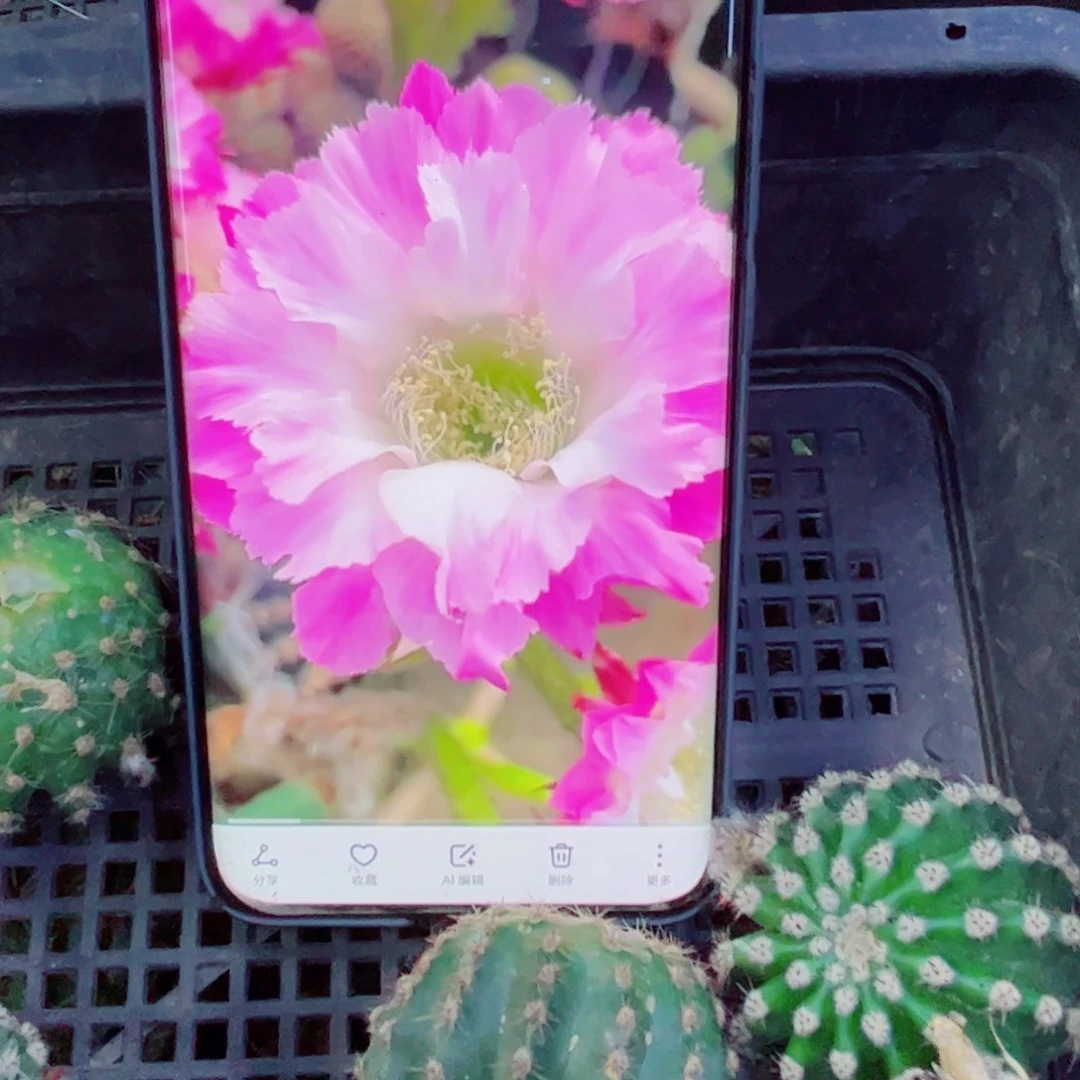 下13彩草少女歪无根侧芽4公分左右20包邮