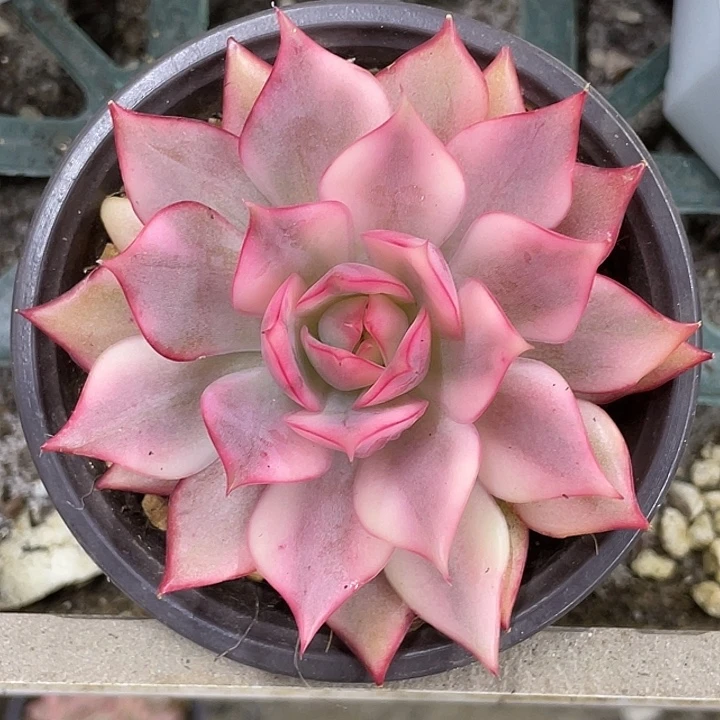 宝莲灯锦一物一拍锦龙