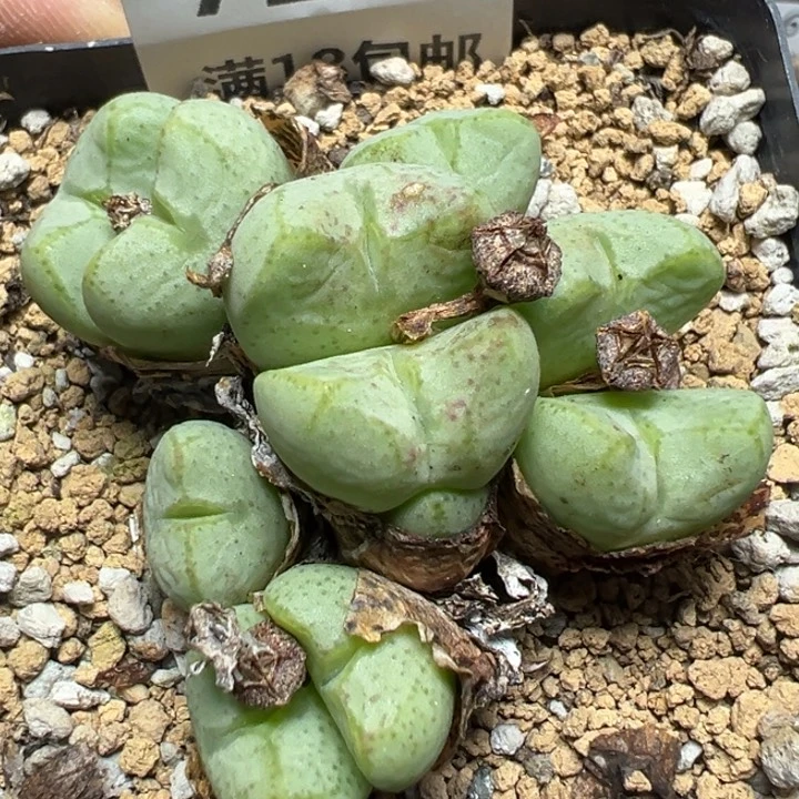 【闪购商品】 718。