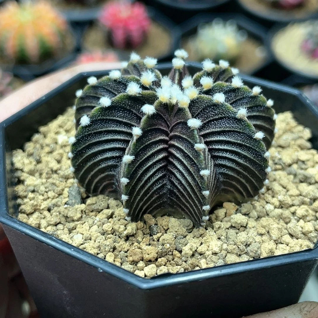 泰系实生根，高绒黑肋骨