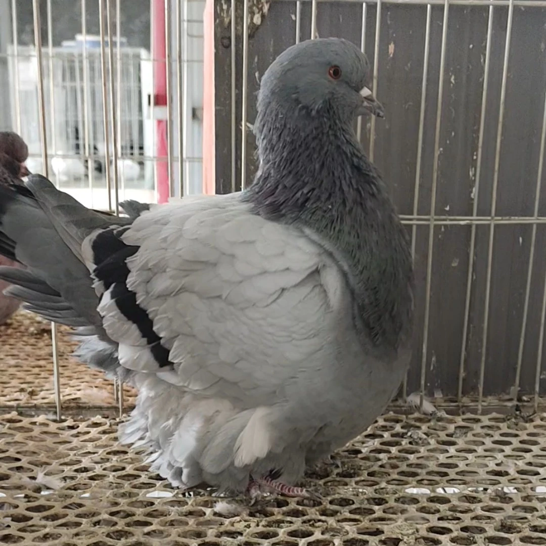 图片仅供参考，元宝圆环宠物观赏鸽子以直播间选购为准