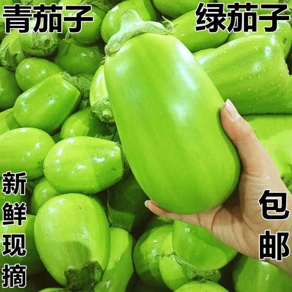 河南现摘新鲜青茄子鲜嫩无籽绿茄子应季新鲜蔬菜