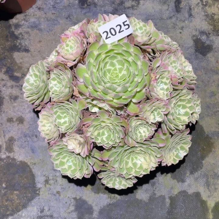 孔雀翎2025号多肉植物