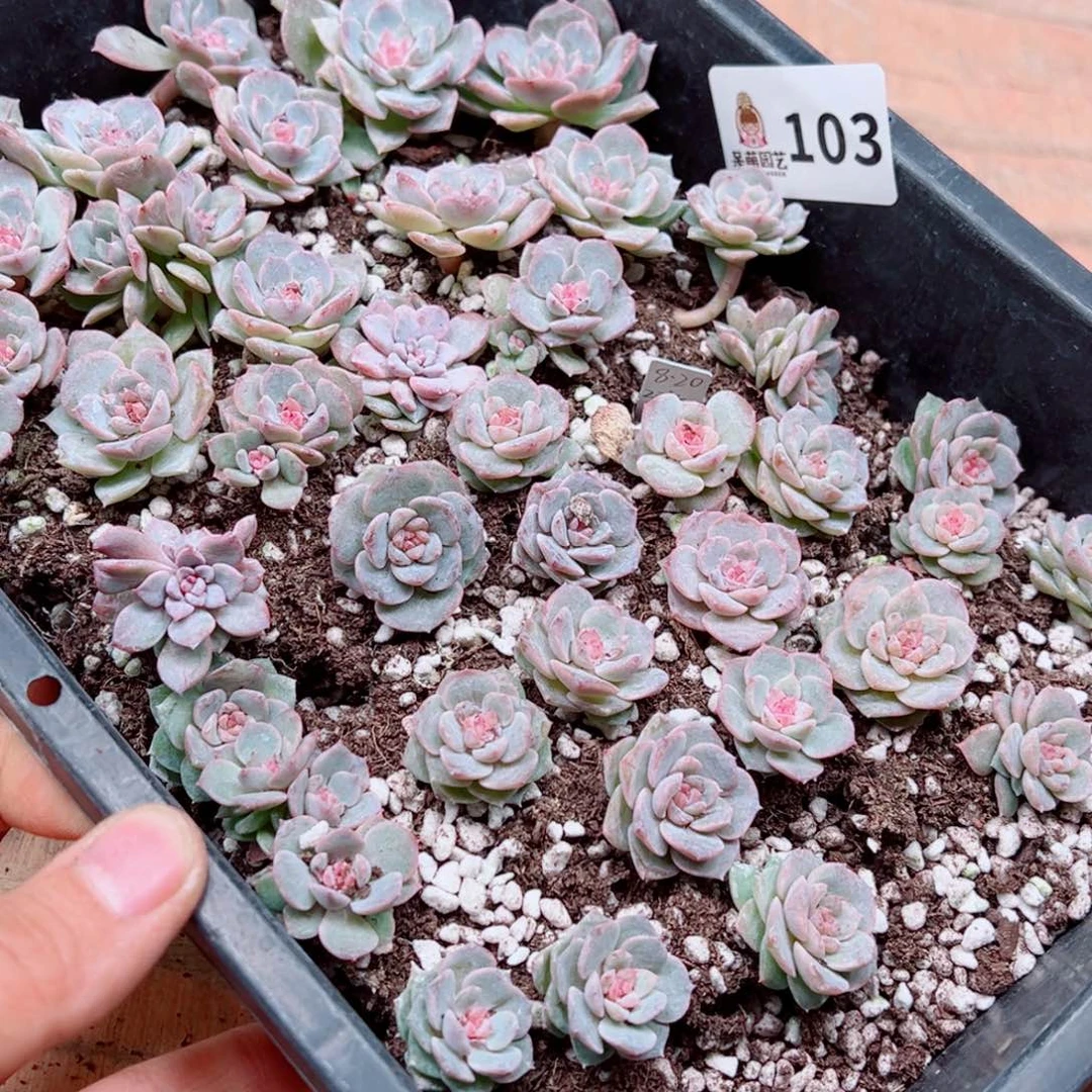 昕***花多肉植物多肉植物