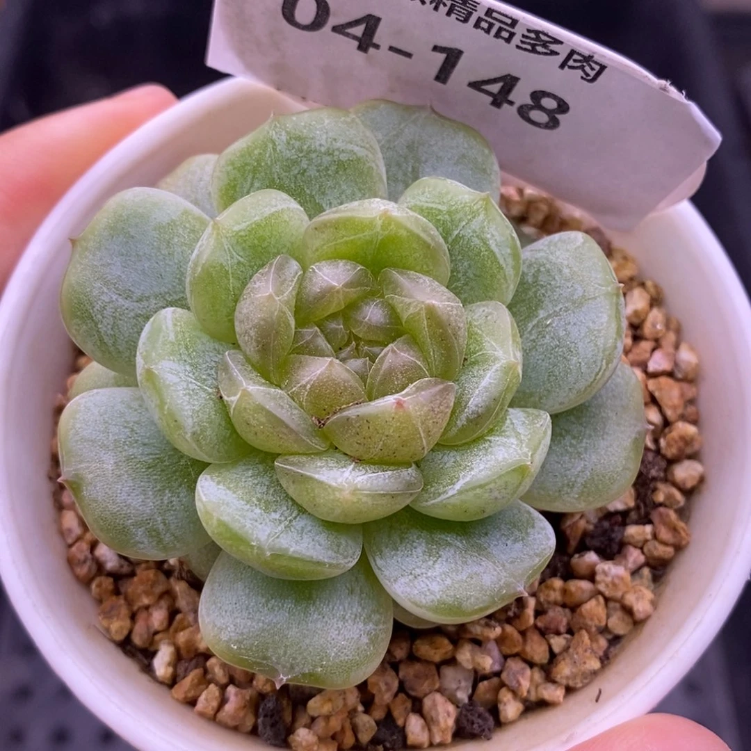 【闪购商品】04-148