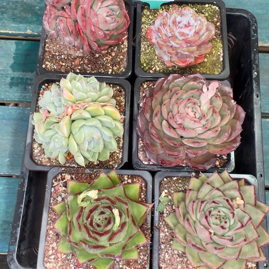 多肉一物一拍0119-293