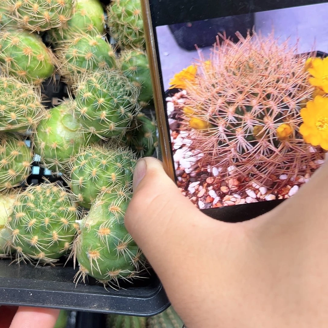强刺圆瓣小黄花0382侧芽一颗