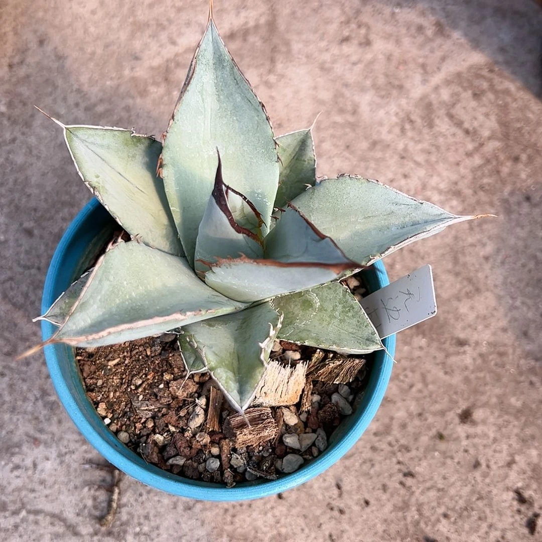 元*白冰龙舌兰生长发育