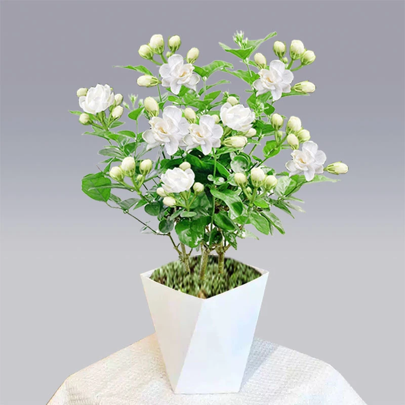 茉莉花带花苞浓香花卉阳台庭院喜阳开花植物四季常青室内外盆栽