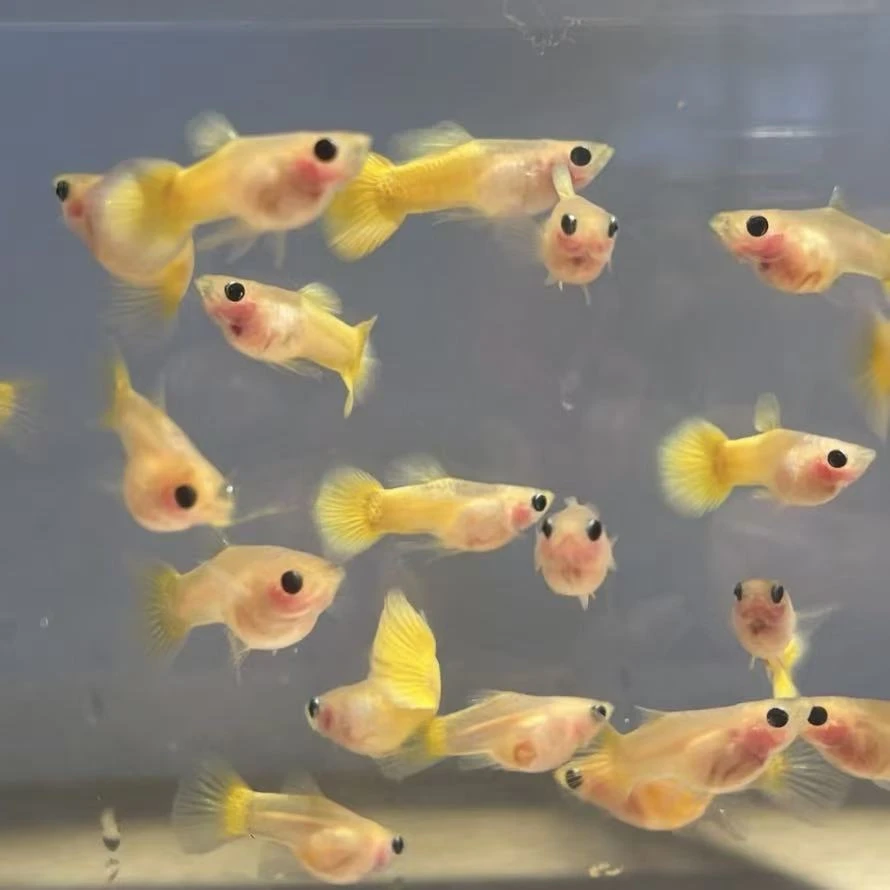 黄金玻璃猫 亚层级 性价比超高