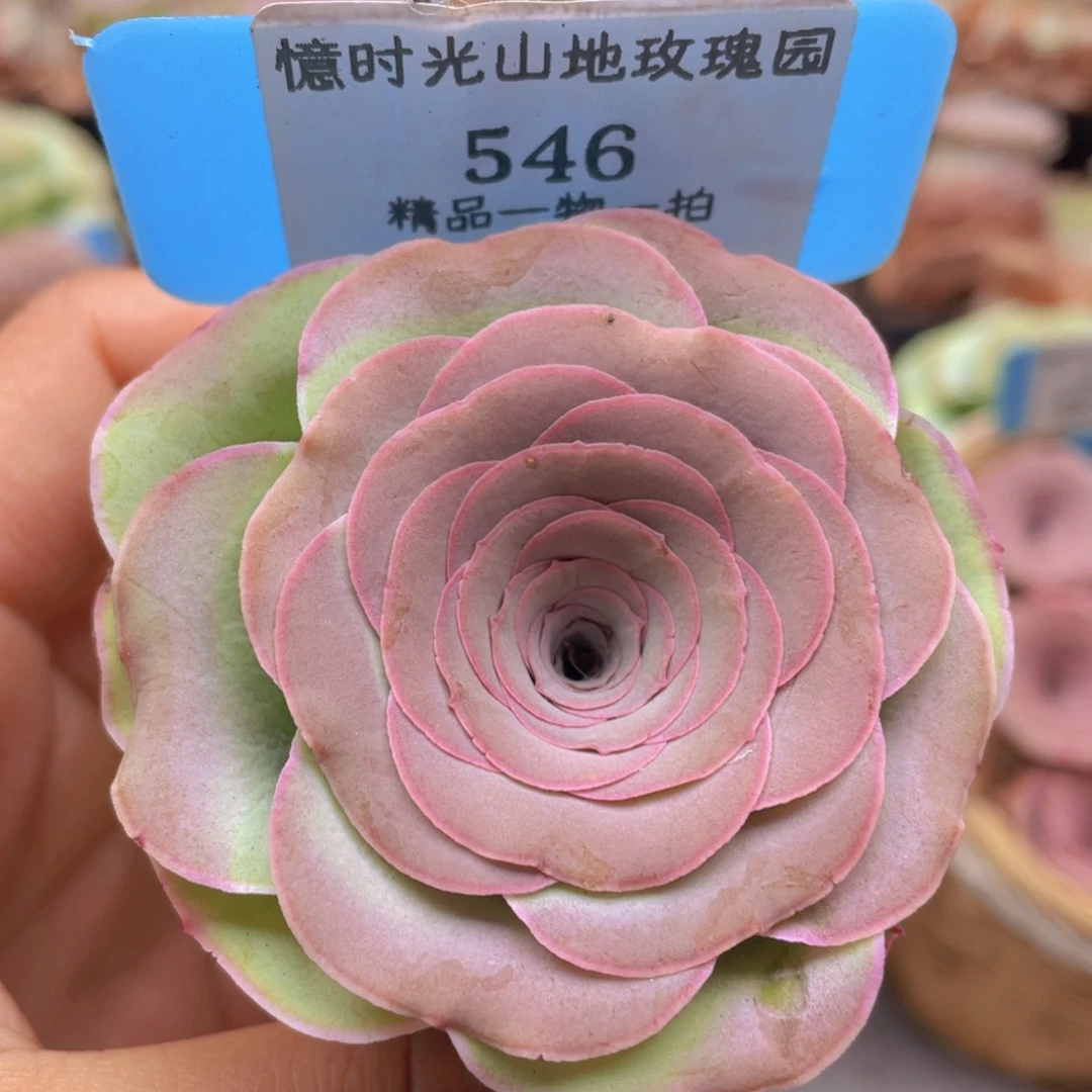 山地玫瑰546裸根发货不售后