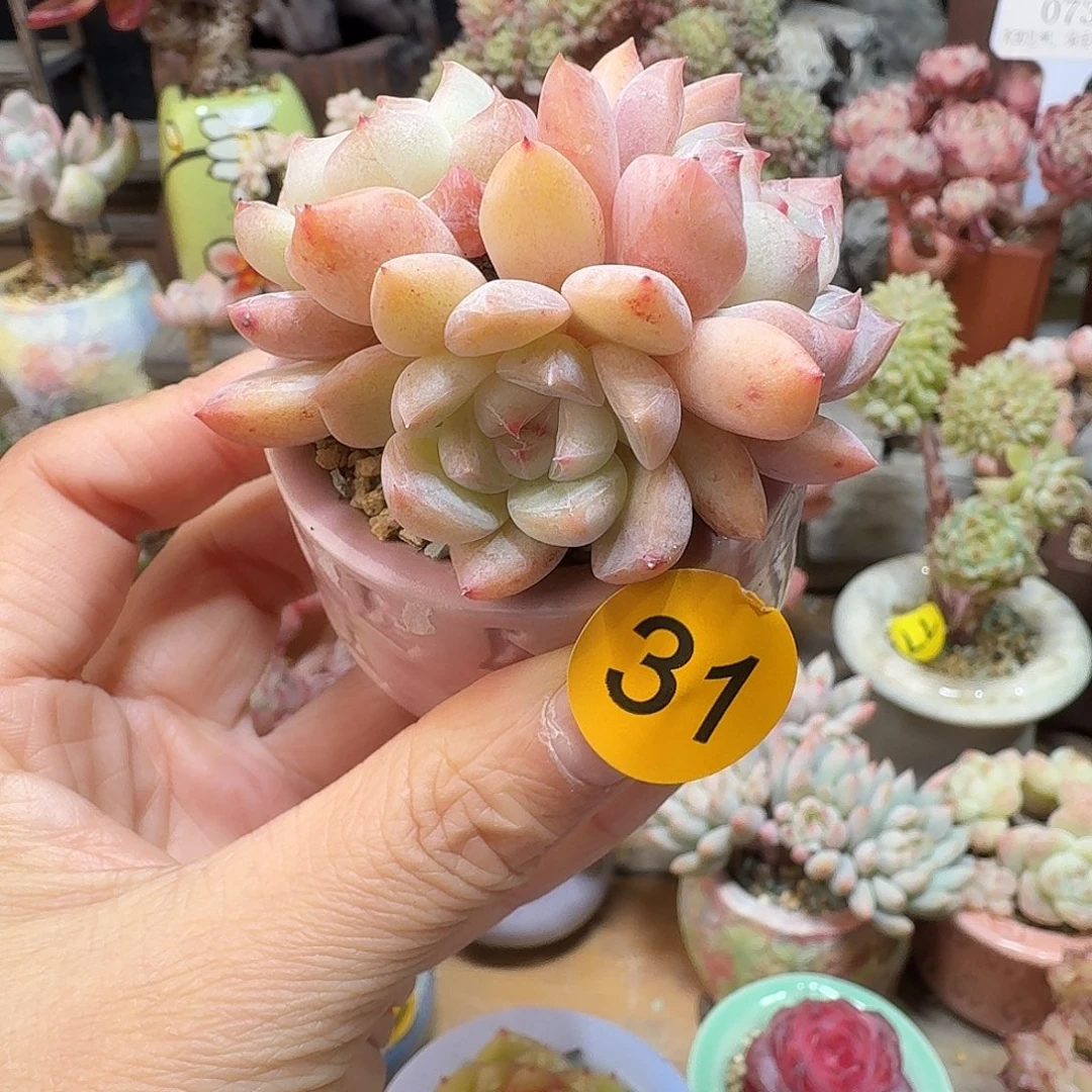 31 多肉含盆土 30元包邮非偏远