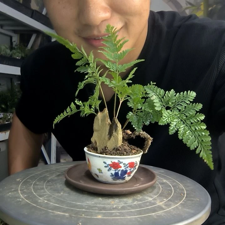 七*中青园艺一物一拍55