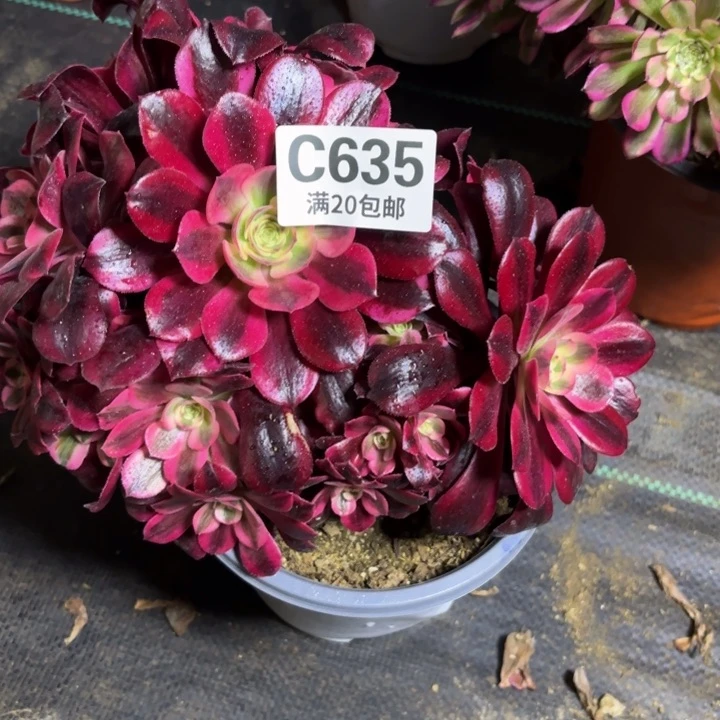 瑞妈一物一拍635