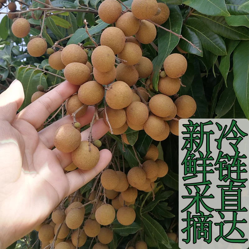 【省外专拍特快包邮】石硖老树龙眼包甜高州JD果园直发当季时令生鲜