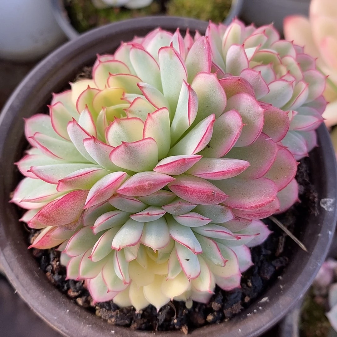 542群生哈哈哈哈哈