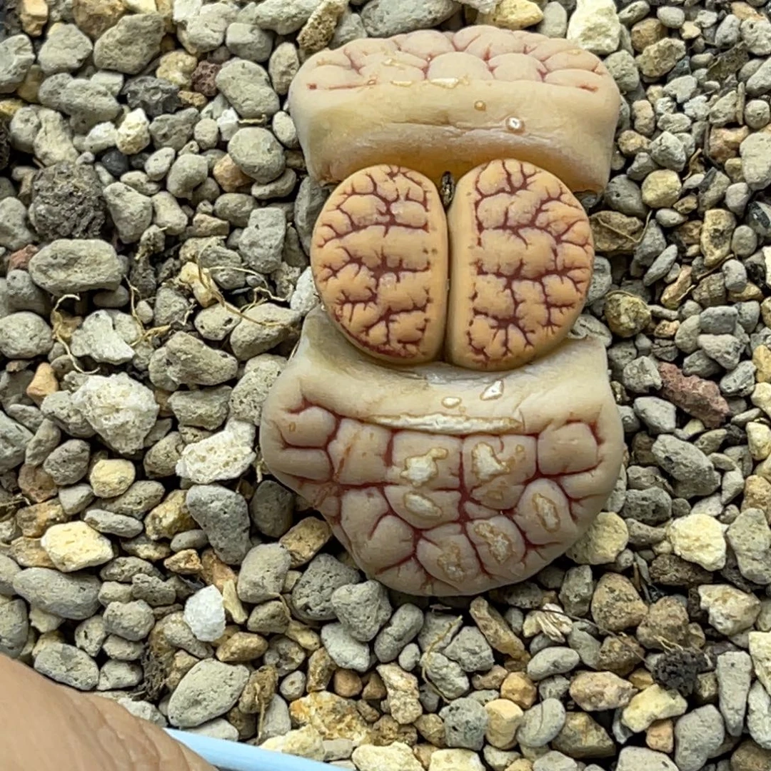 1841红粗纹连纹261