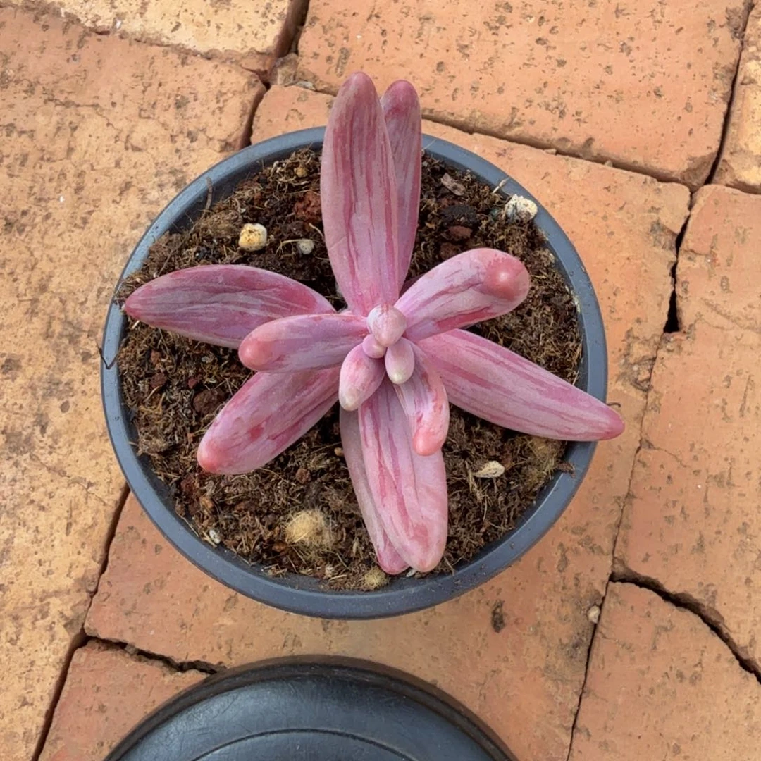 朵****红手指锦锦上园艺一物一拍