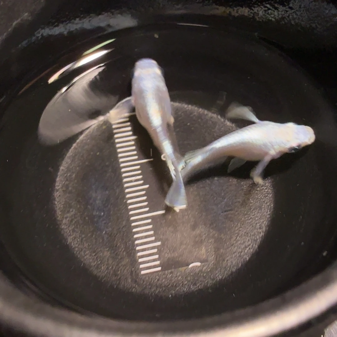 青鳉鱼一物一拍870