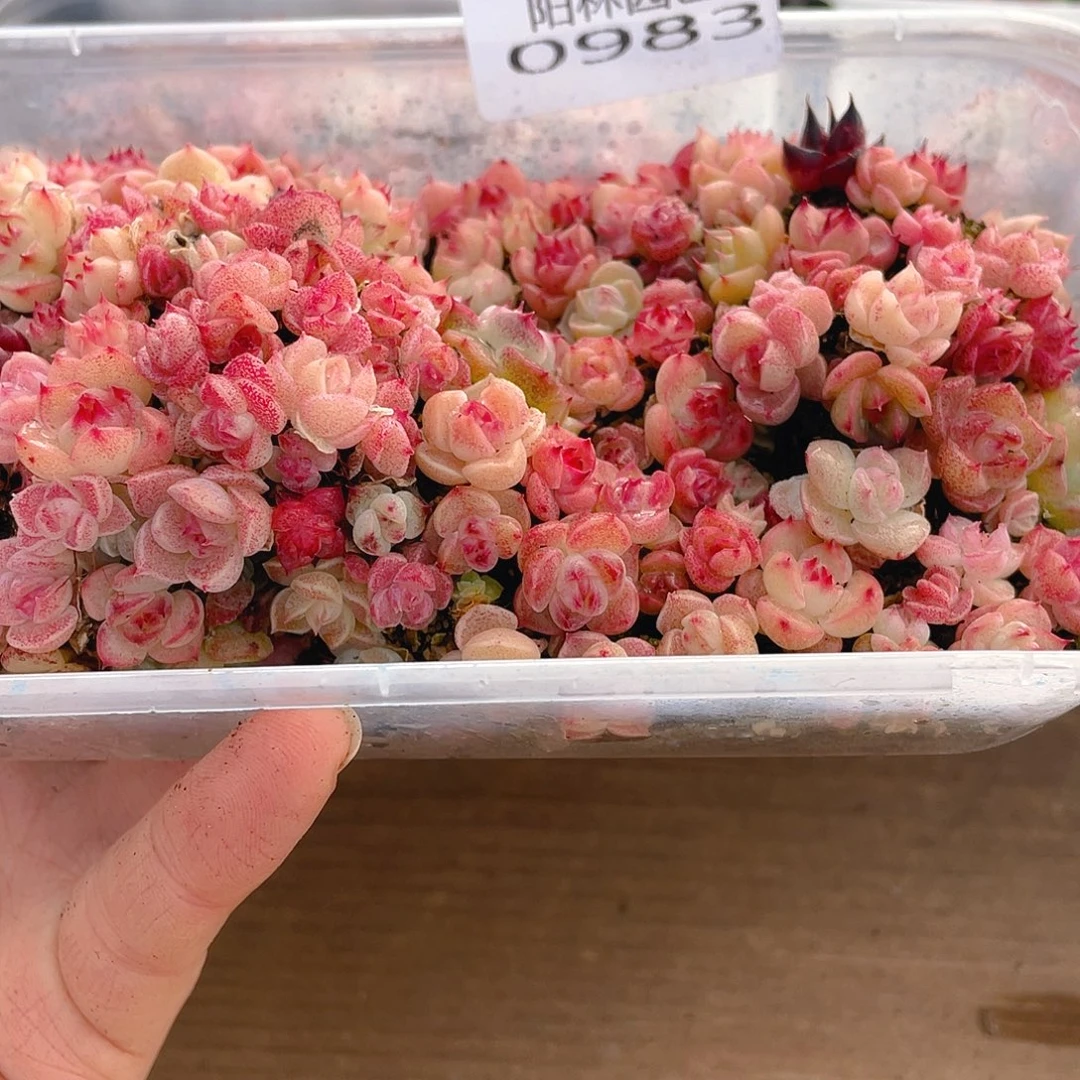 多肉植物多肉植物983