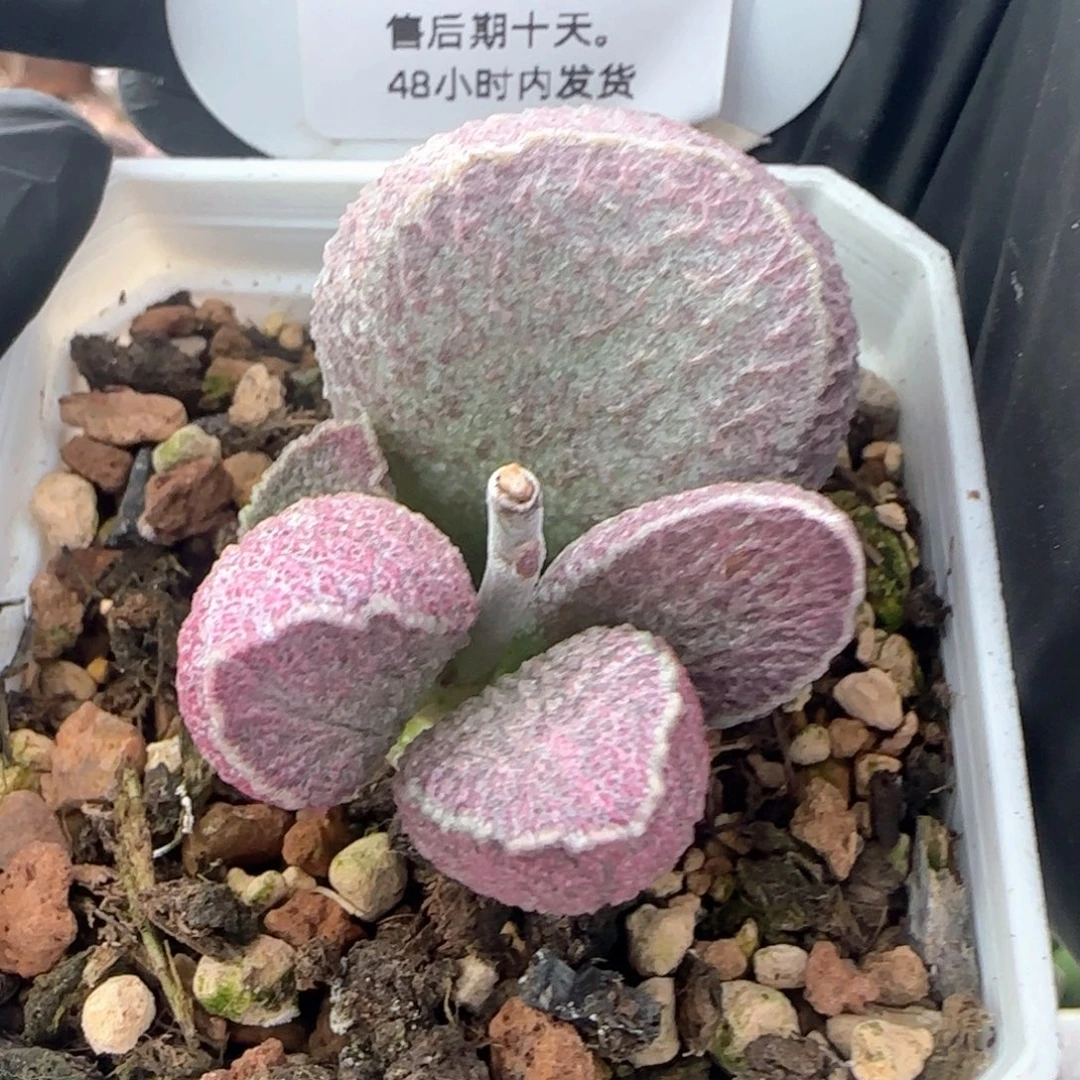 福利。   224。