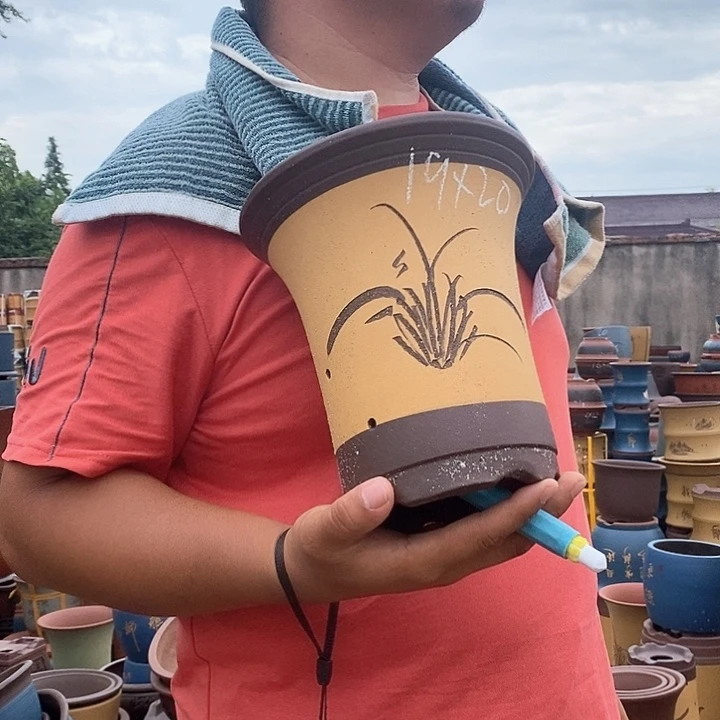 紫砂花盆盆栽植物种植