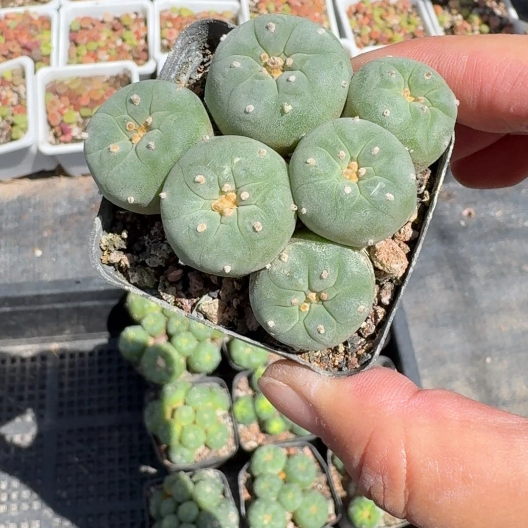 鱼群仙人球6㎝盆7头以下