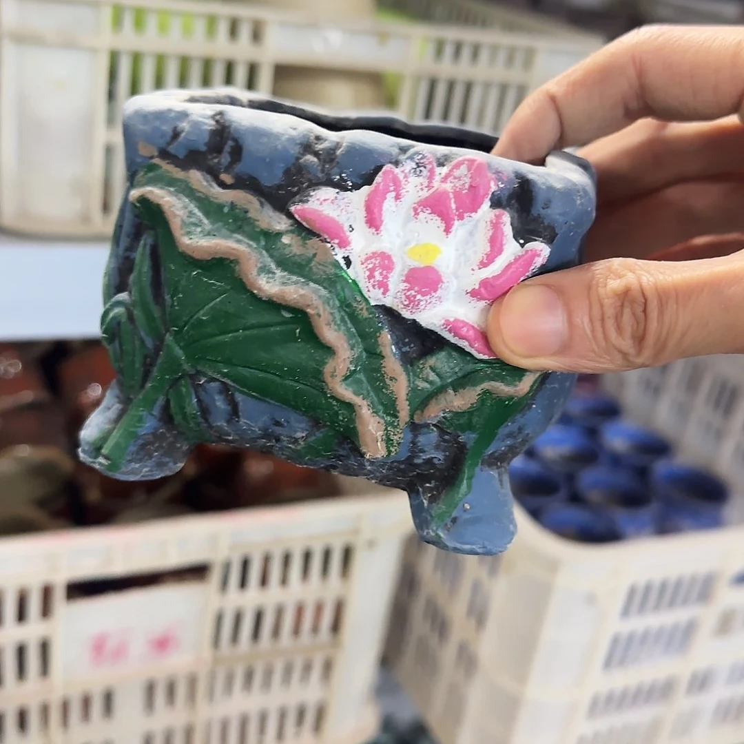 福利局绿植多肉盆［凑9元包邮24小时发］6036