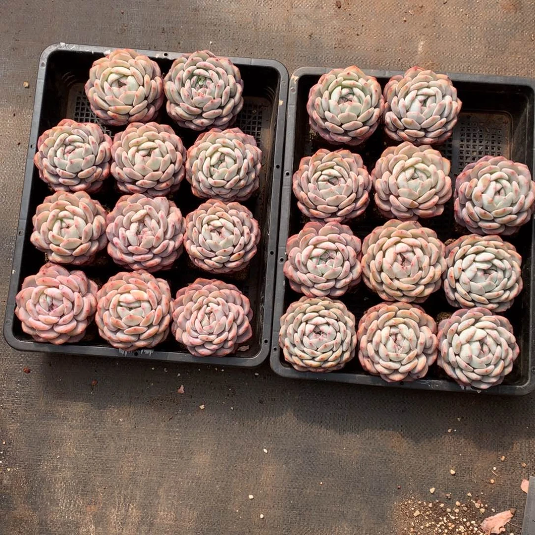 萍**安平平安安888999663