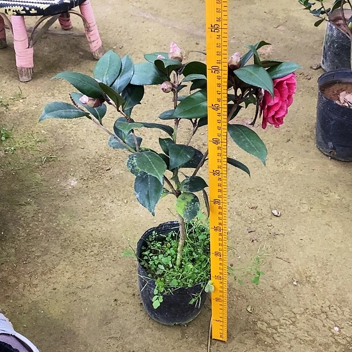 红贝。       茶花。