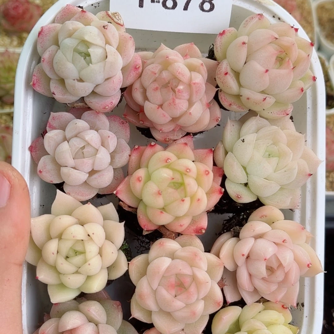 1-878新疆西藏内蒙不发零度以下拍保温箱不拍不包损