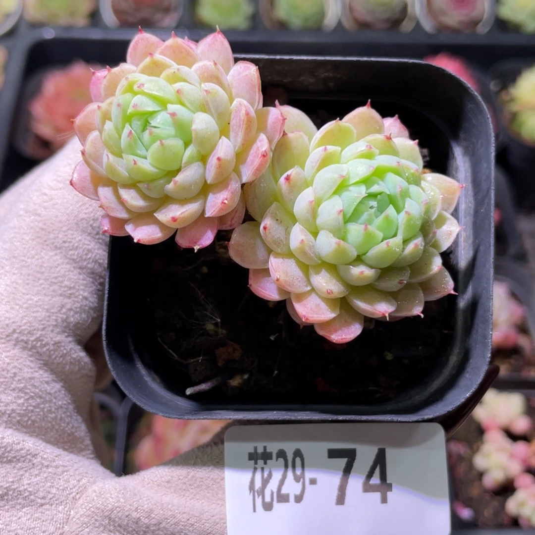 花利美29-74羊脂球
