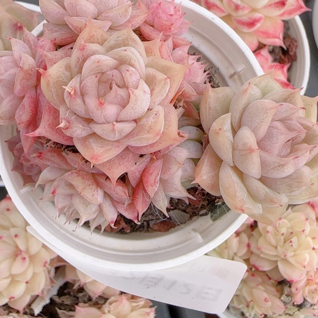 夏***甜花语多肉1212-210散