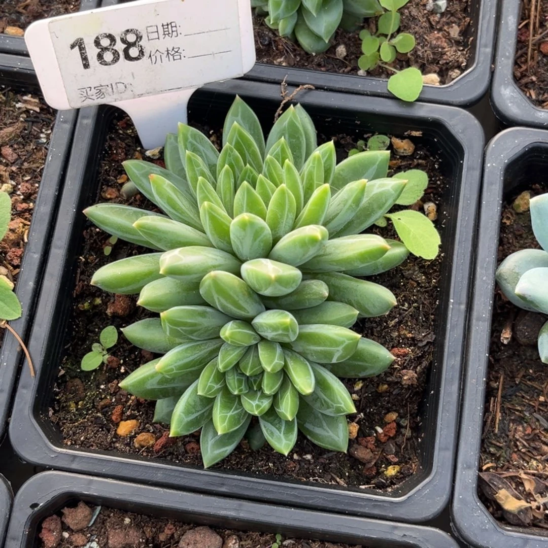 昆仑玉珠多肉植物188