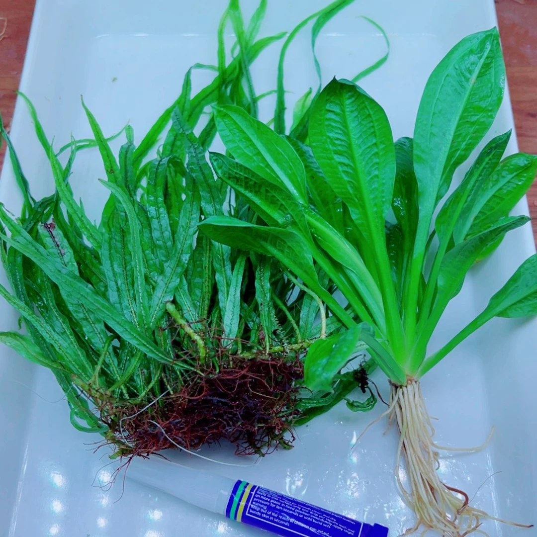 美小呆特价套餐一个