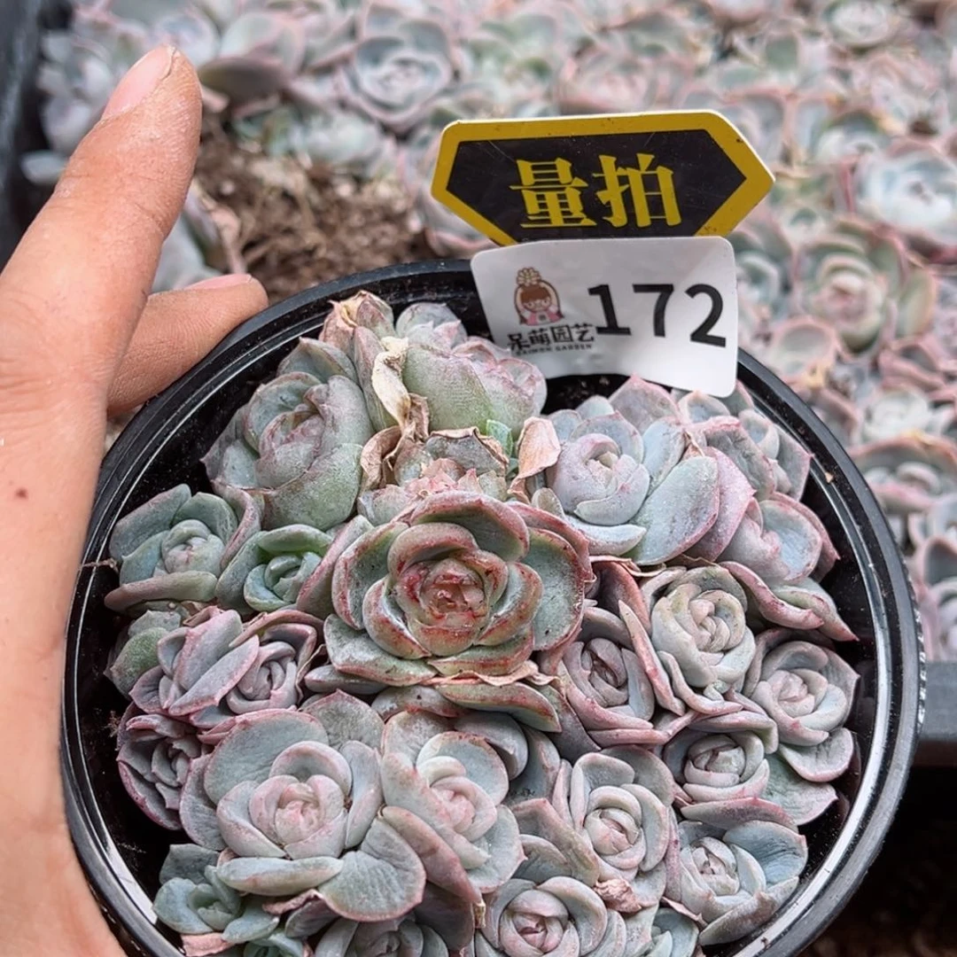 多肉植物多肉植物