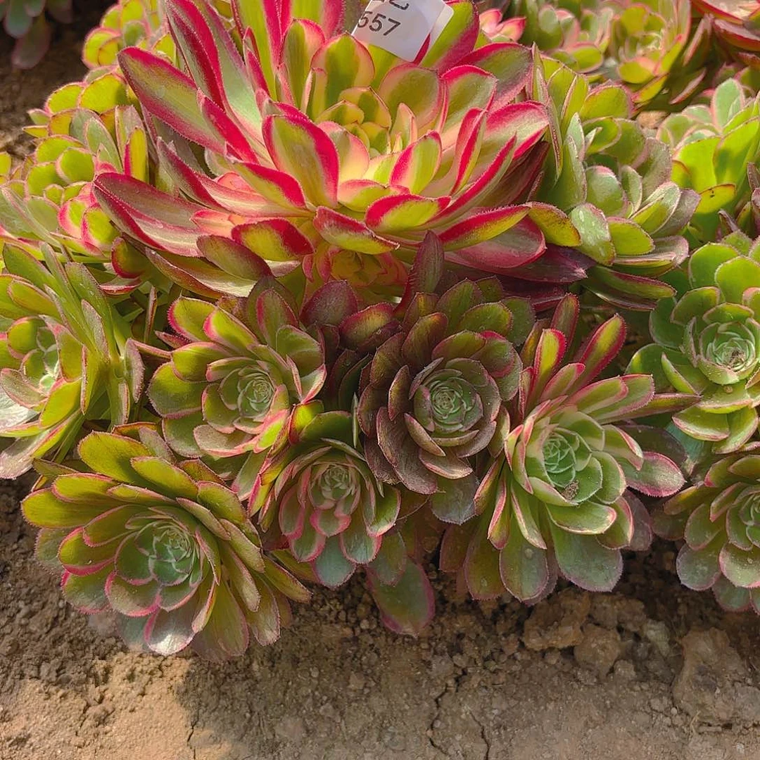 海王手捧多肉植物557